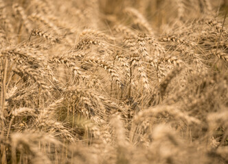 golden wheat field