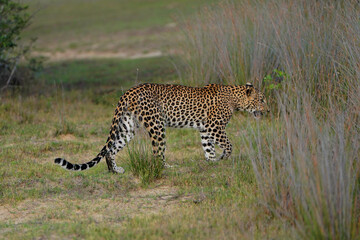 leopard in the grass