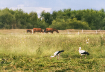 Fototapeta na wymiar white storks in the meadow