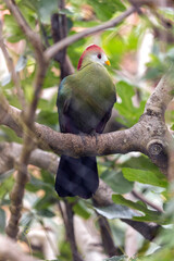 Red-Crested Turaco (Tauraco erythrolophus)
