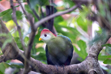 Red-Crested Turaco (Tauraco erythrolophus)