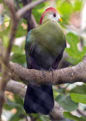 Red-Crested Turaco (Tauraco erythrolophus)