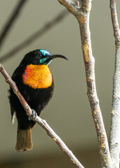 Scarlet-Chested Sunbird (Chalcomitra senegalensis)