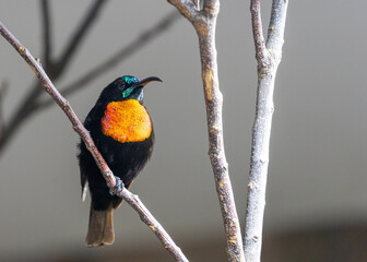 Scarlet-Chested Sunbird (Chalcomitra senegalensis)