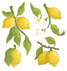 Obraz premium Vector set of lemons on a branch with flowers and leaves. Isolated vector illustration.
