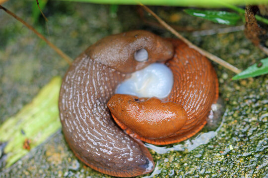 reproduction, Snail nuptials  on the ground