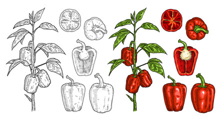 Branch of sweet bell peppers plant with leaf. Vintage engraving