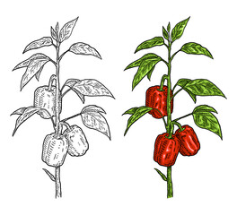 Branch of sweet bell peppers plant with leaf. Vintage engraving