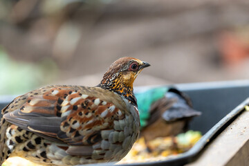 Hill Partridge (Arborophila torqueola)