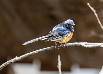 White-Rumped Shama (Copsychus malabaricus)