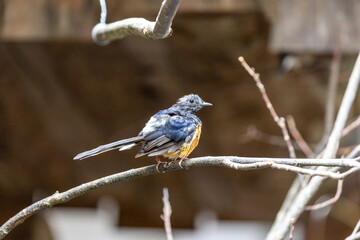 White-Rumped Shama (Copsychus malabaricus)