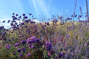 field of flowers