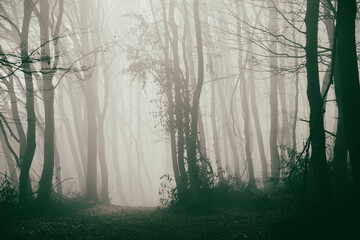foggy forest in late autumn