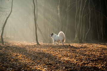 happy white dog playing in foggy forest in late autumn