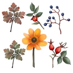 set, watercolor style, leaves, flower and berries, botanical illustration, autumn dog rose.