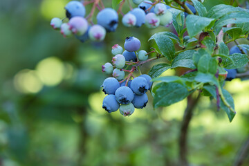 Branch of ripe, large blueberries. Selective focus.