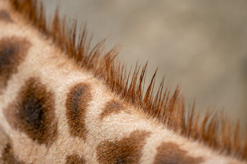 Closeup of a Giraffe's neck showing off it's fur and patterns