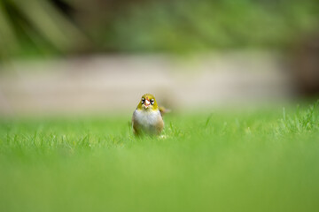 A waxeye also known as a silvereye bird on a lawn with a blurred out background eating bananas with its beak open