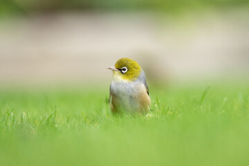 Closeup of a waxeye also known as a silvereye bird on a lawn with a blurred out background