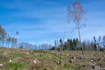Holzbruch in Sauerland, Deutschland