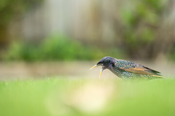 Closeup of a Starling bird on a lawn with a blurred out background in a garden