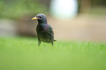 Closeup of a Starling bird on a lawn with a blurred out background in a garden
