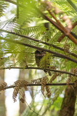 A Morepork bird also known as a Ruru owl in New Zealand next to ferns in a tree during the day - portrait