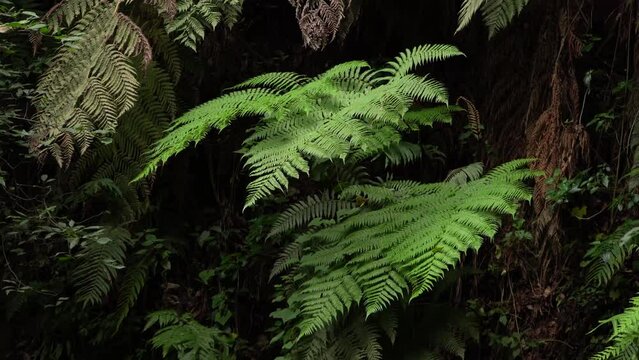 Beautiful ferns in the jungle, Amazonic scenary of the leaves moving by the wind 