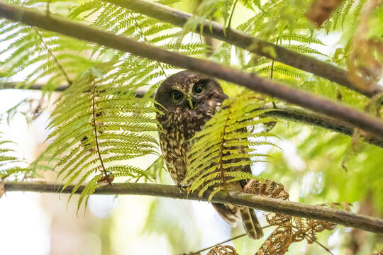 A Morepork bird also known as a Ruru owl in New Zealand next to ferns in a tree during the day