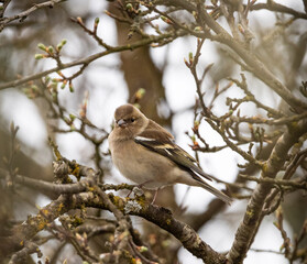 Buchfink sitzt im Sonnenschein auf einem Ast