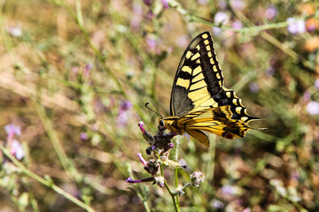 Yellow butterfly in Raganello Gorge in Civita, Calabria, Italy. Beautiful mountain landscape of Pollino National Park