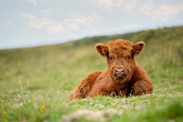 Highland Calf laying down