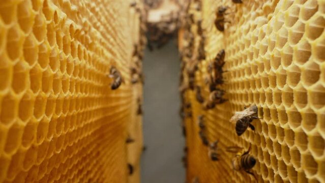 Bees family working on honeycomb in apiary. Life of Carniolan honey bee in hive