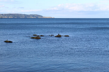 Fototapeta premium A photo of a seagull on a rock in a sea landscape. 