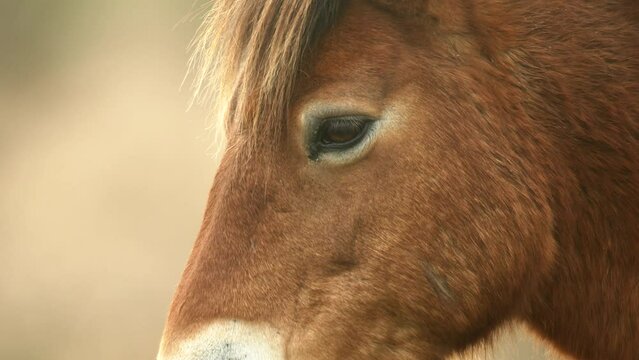 Closeup sunlit wild exmoor pony horse have rest standing in the middle of pasture in late autumn nature habitat in Milovice, Czech republic. Protected animals considered as horse ancestor