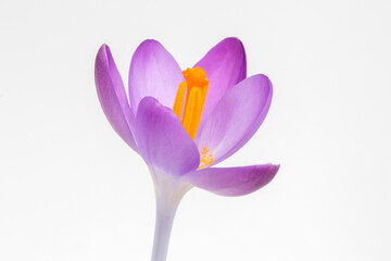 Fototapeta premium Closeup image of a Crocus tommasinianus against a white background