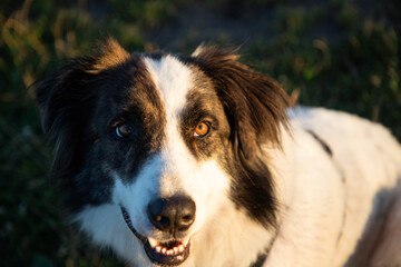 summer lakeside with a dog