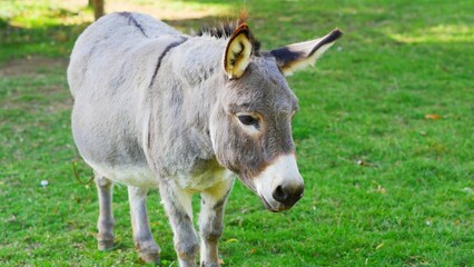 Naklejka na ściany i meble Grey donkey with white nose and beautiful furry ears, single equine animal in grassland pasture