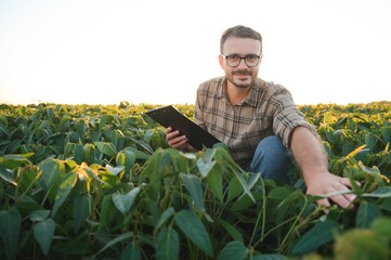 Fototapeta premium Young handsome agriculture engineer in soybean field with tablet in hands in early summer