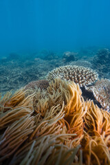 Naklejka na ściany i meble coral in the great barrier reef