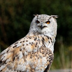 Eagle Owl close up torso portrait