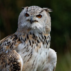 Eagle owl beautiful portrait pose