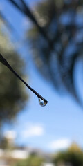 drops of water on a branch