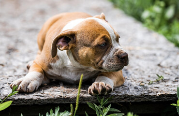 Dog American Pit Bull Terrier, portrait on nature.
