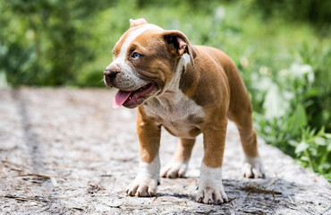 Dog American Pit Bull Terrier, portrait on nature.
