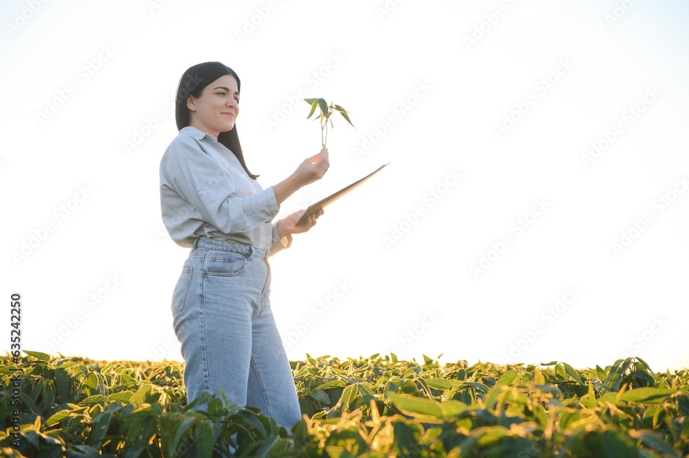 Wall mural a beautiful female farmer or agronomist inspects soybeans in the field at sunset. the concept of agr