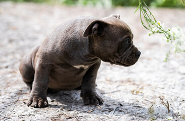 Dog Gray American Pit Bull Terrier, portrait on nature.