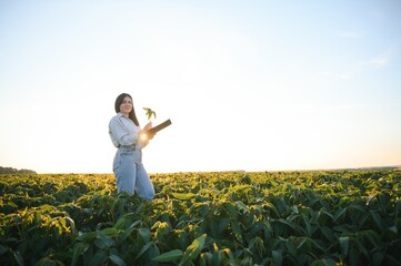A beautiful female farmer or agronomist inspects soybeans in the field at sunset. The concept of...