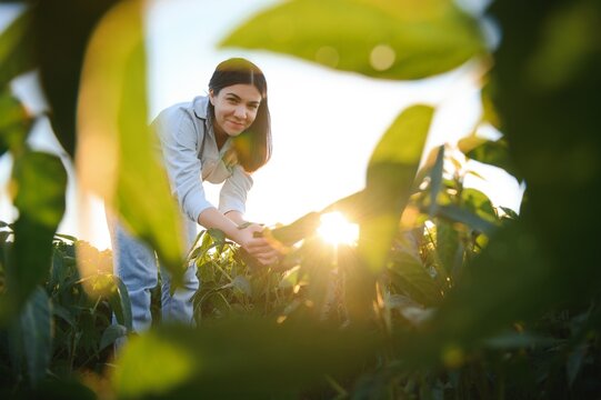 Portrait of a woman agronomist examined soybean leaves growing on the field.