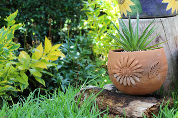 Maceta de barro con planta verde sobre tronco de madera y fondo de hojas verdes desenfocado. 